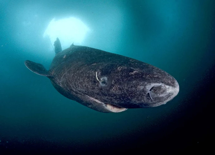 Greenland Shark Lancaster Sound